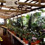 ¡Sumérgete en el Universo de las Orquídeas en Coatepec!