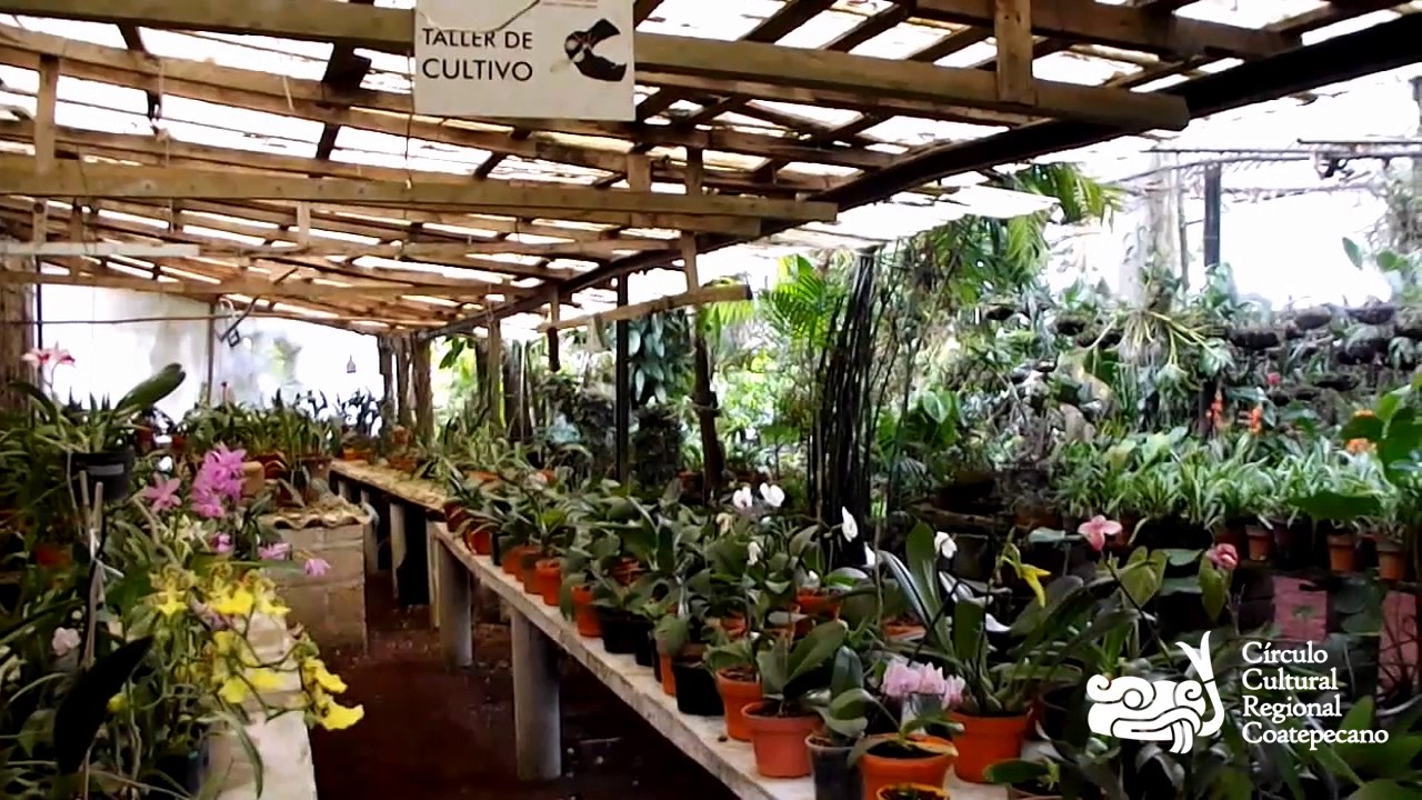 ¡Sumérgete en el Universo de las Orquídeas en Coatepec!