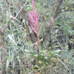 Bromelias de Coatepec: los pequeños jardines que crecen sobre las ramas