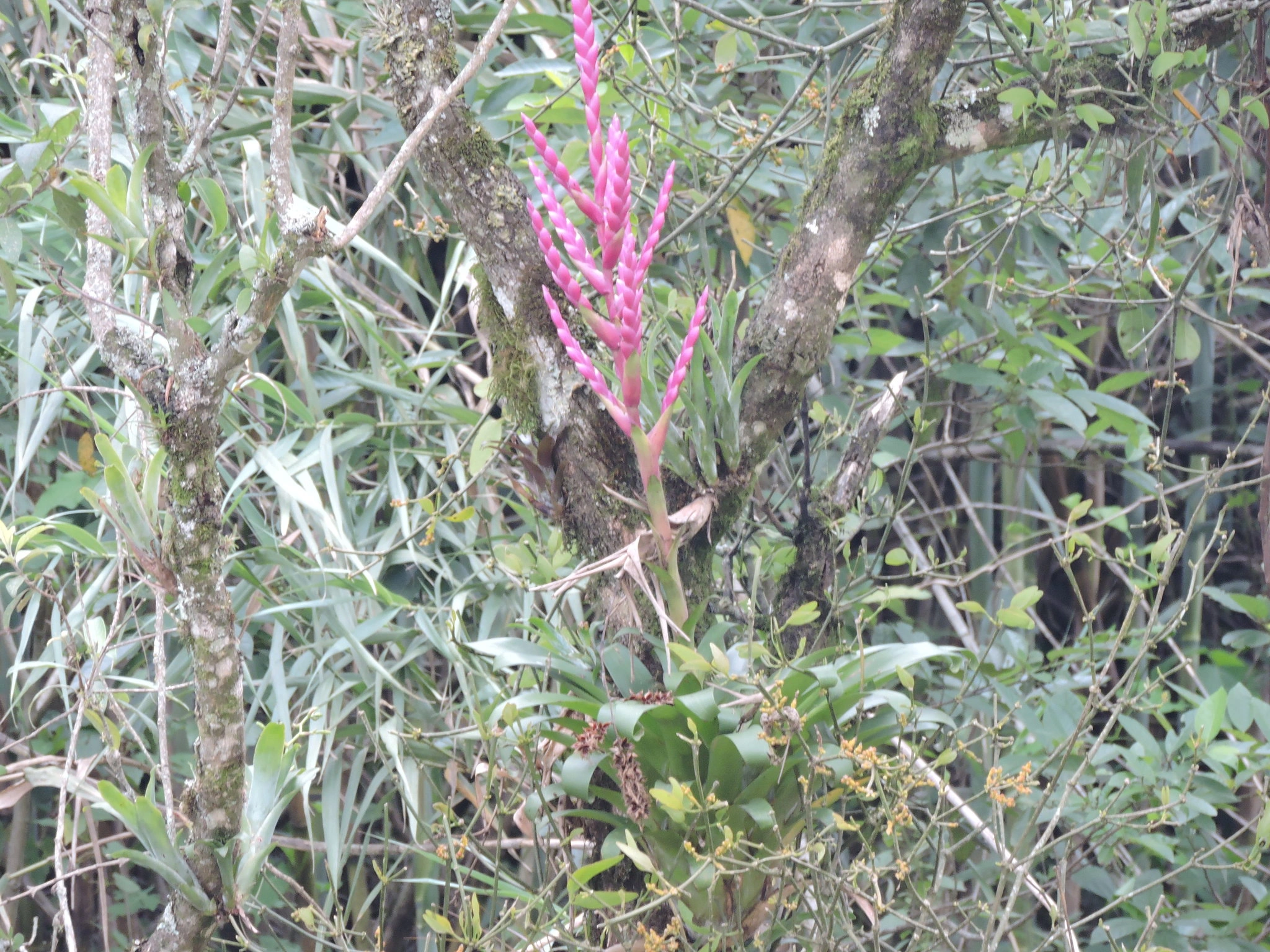 Bromelias de Coatepec: los pequeños jardines que crecen sobre las ramas