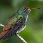 Colibríes de Coatepec: lo que ocurre entre una flor y el siguiente vuelo