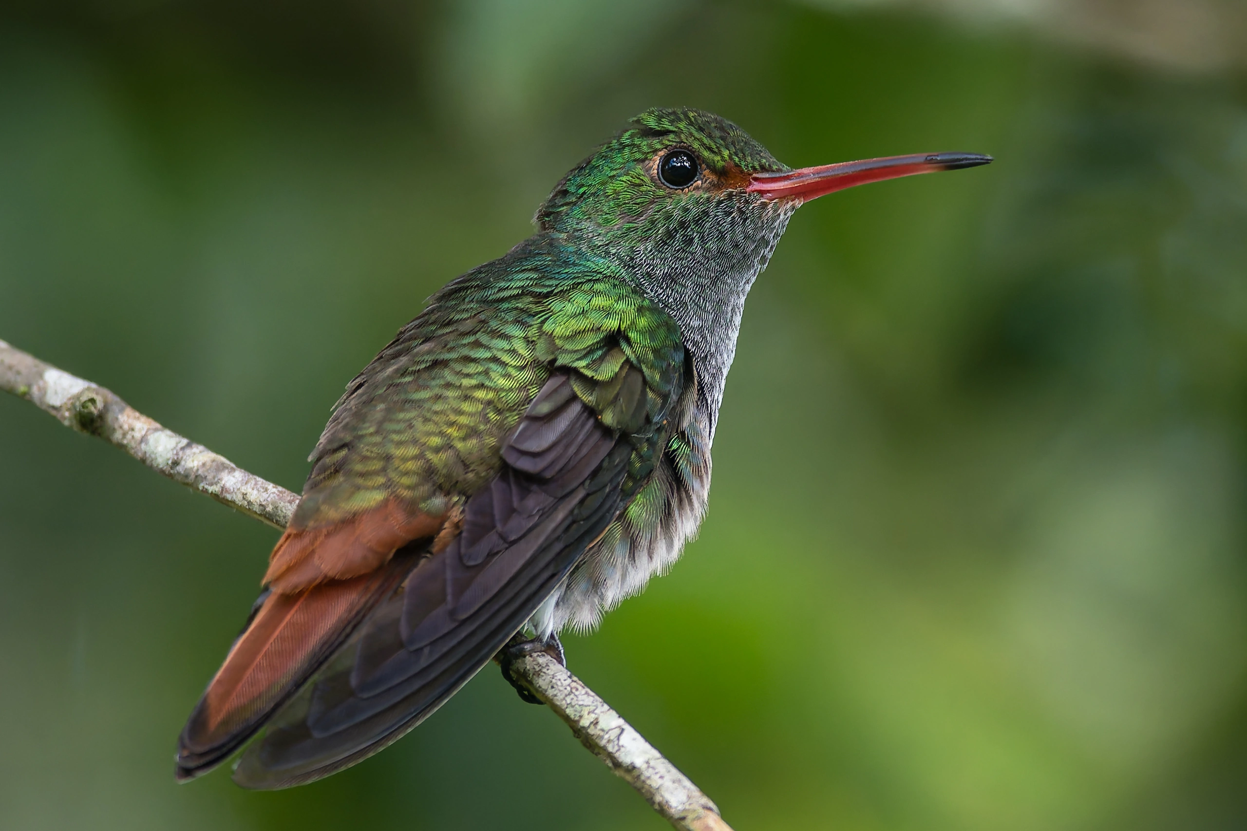Colibríes de Coatepec: lo que ocurre entre una flor y el siguiente vuelo