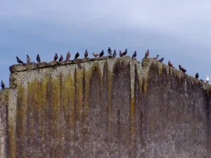 Aves posadas sobre una estructura