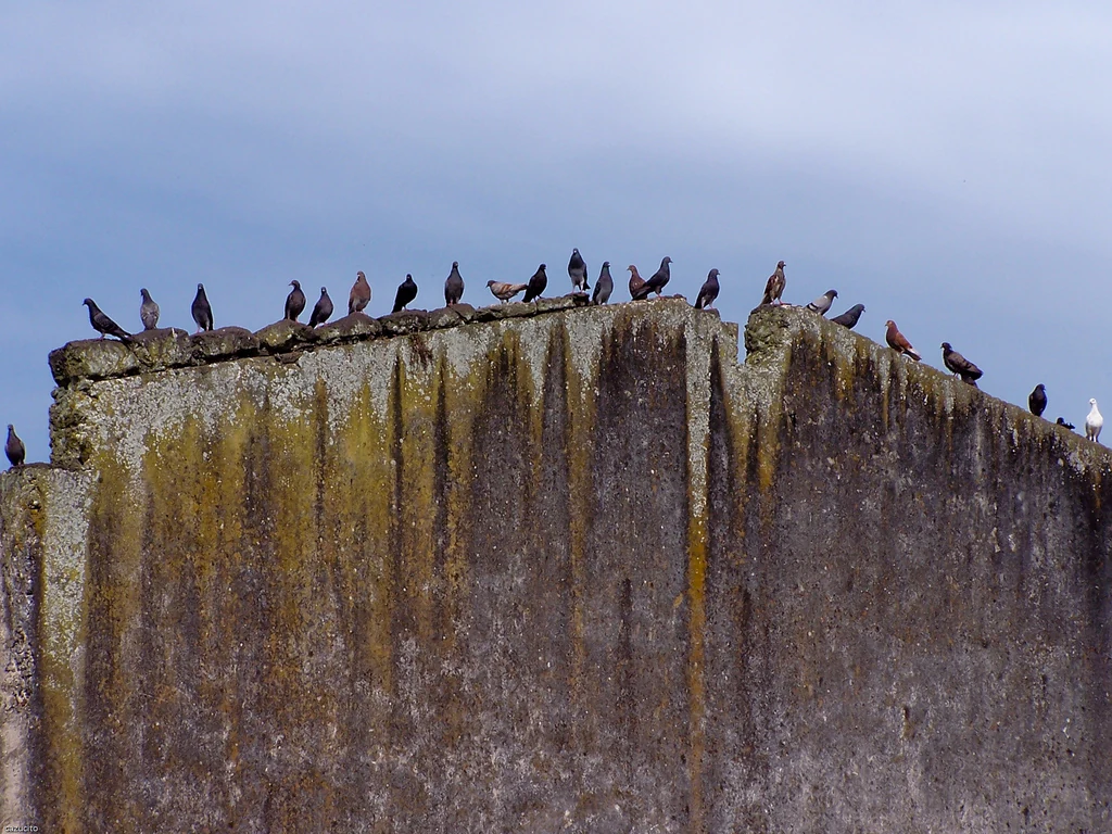 Aves posadas sobre una estructura